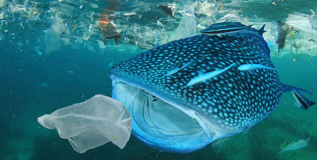 Footprint 3 1070x540